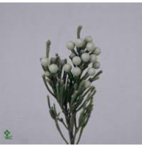 ΜΠΡΟΥΝΙΑ   -BRUNIA  ALBIFLORA